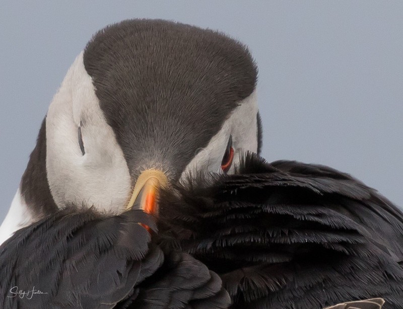 Cute Puffin 19