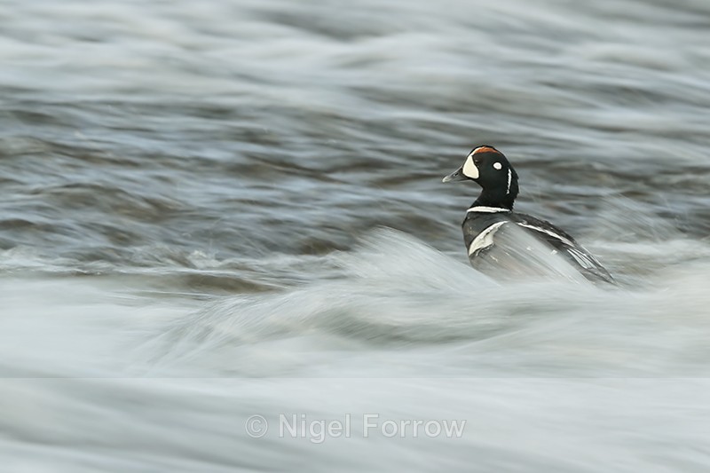 Harlequin Duck (drake) in rapids, River Laxa, Iceland - Harlequin Duck