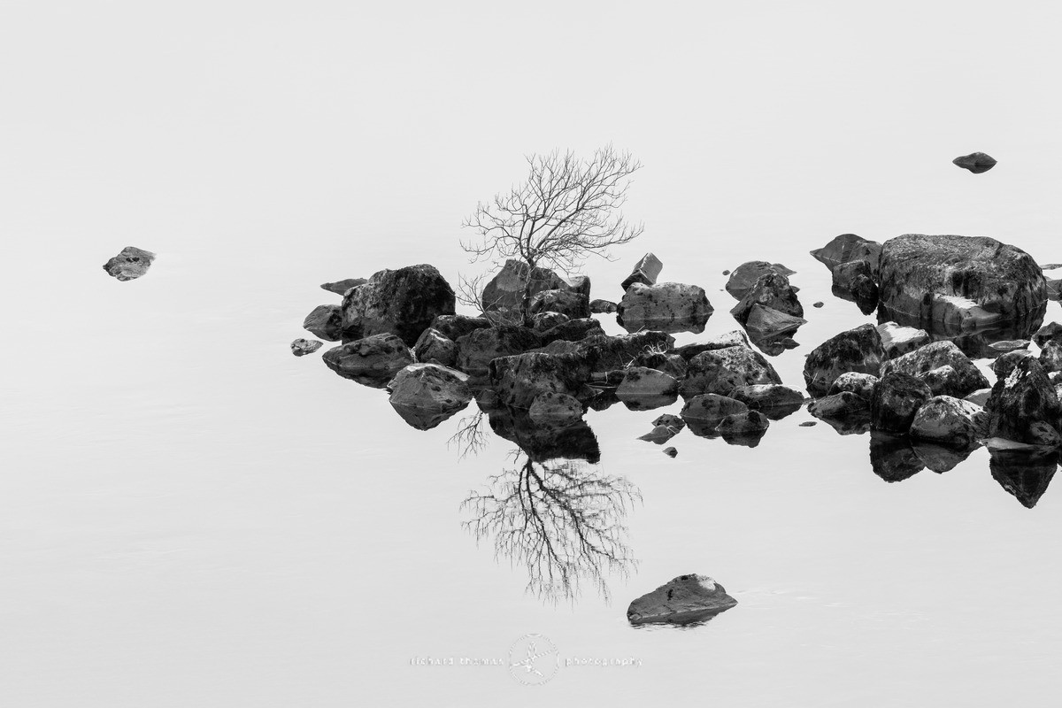  - One2Tree