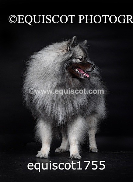 equiscot1755 - HONEY & SHADOW