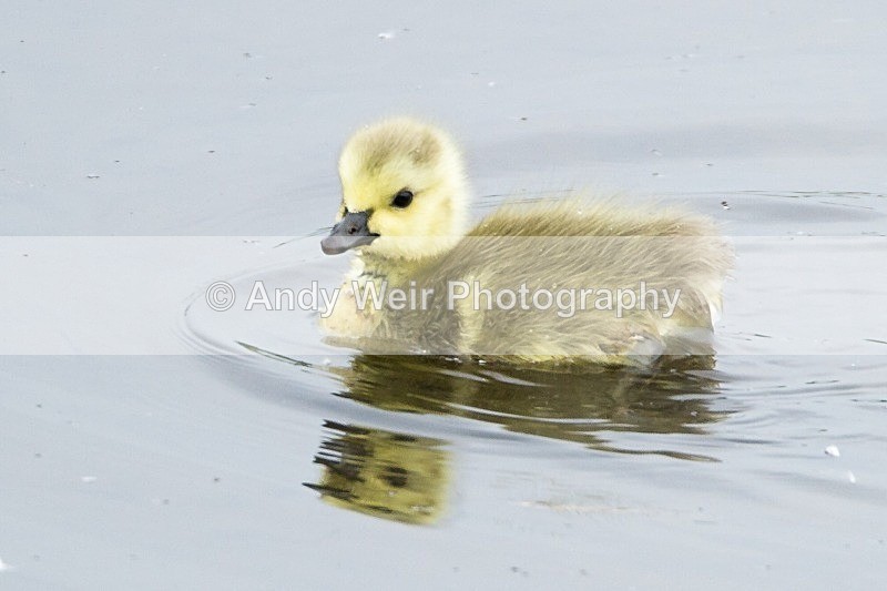 20120520-_MG_9986 - Geese