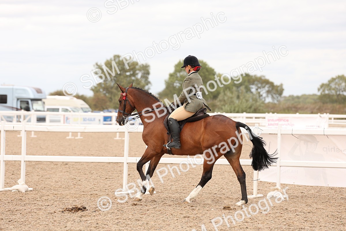 SBM_17341 - Class 214 - Ridden Hack Riding Horse