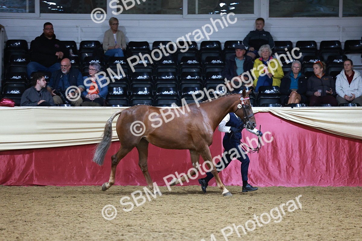 SBM_20073 - Class C - Novalty Champ