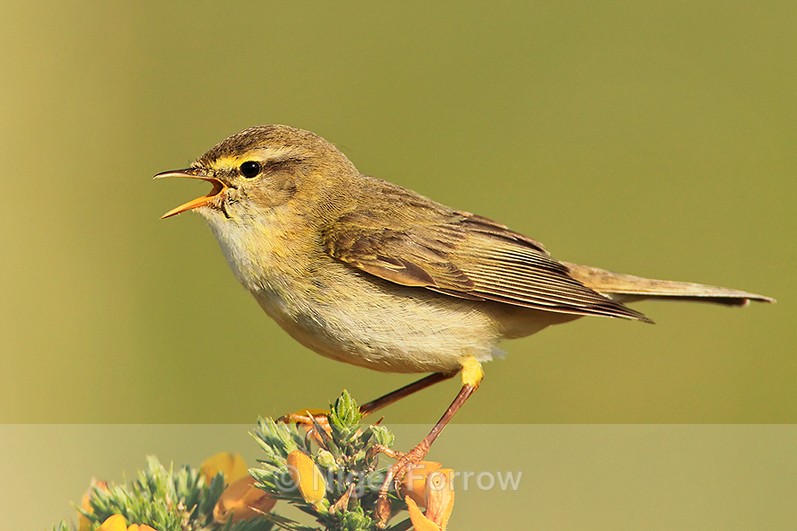 Willow Warbler singing from the top of a gorse bush on Islay - Willow Warbler
