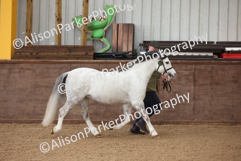 20251109-0518 - Class 20 - Stallions 4 Years and over