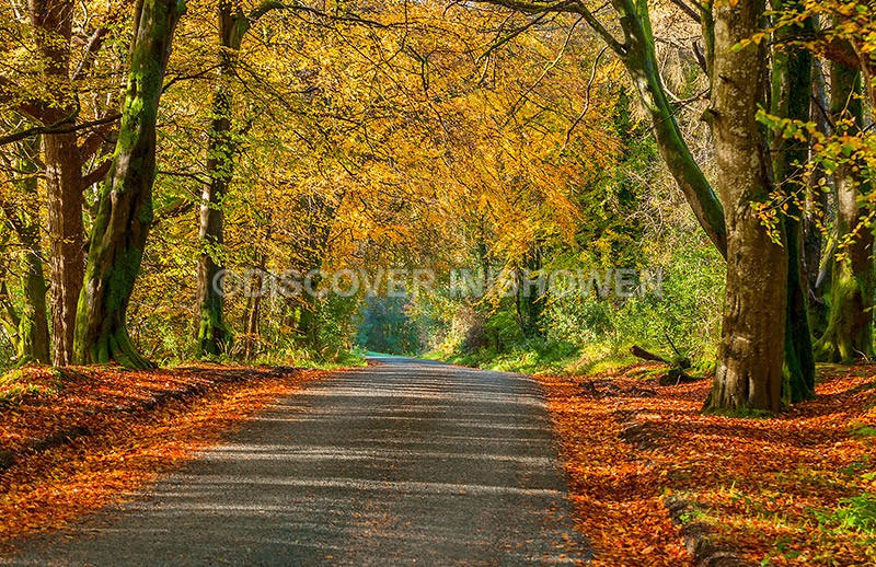 Lisnagraa Wood - Inishowen peninsula