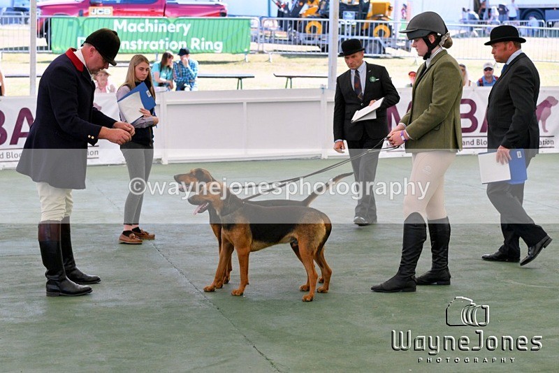 WJ5_0623 - Berks & Bucks at the Great Yorkshire Show 2025