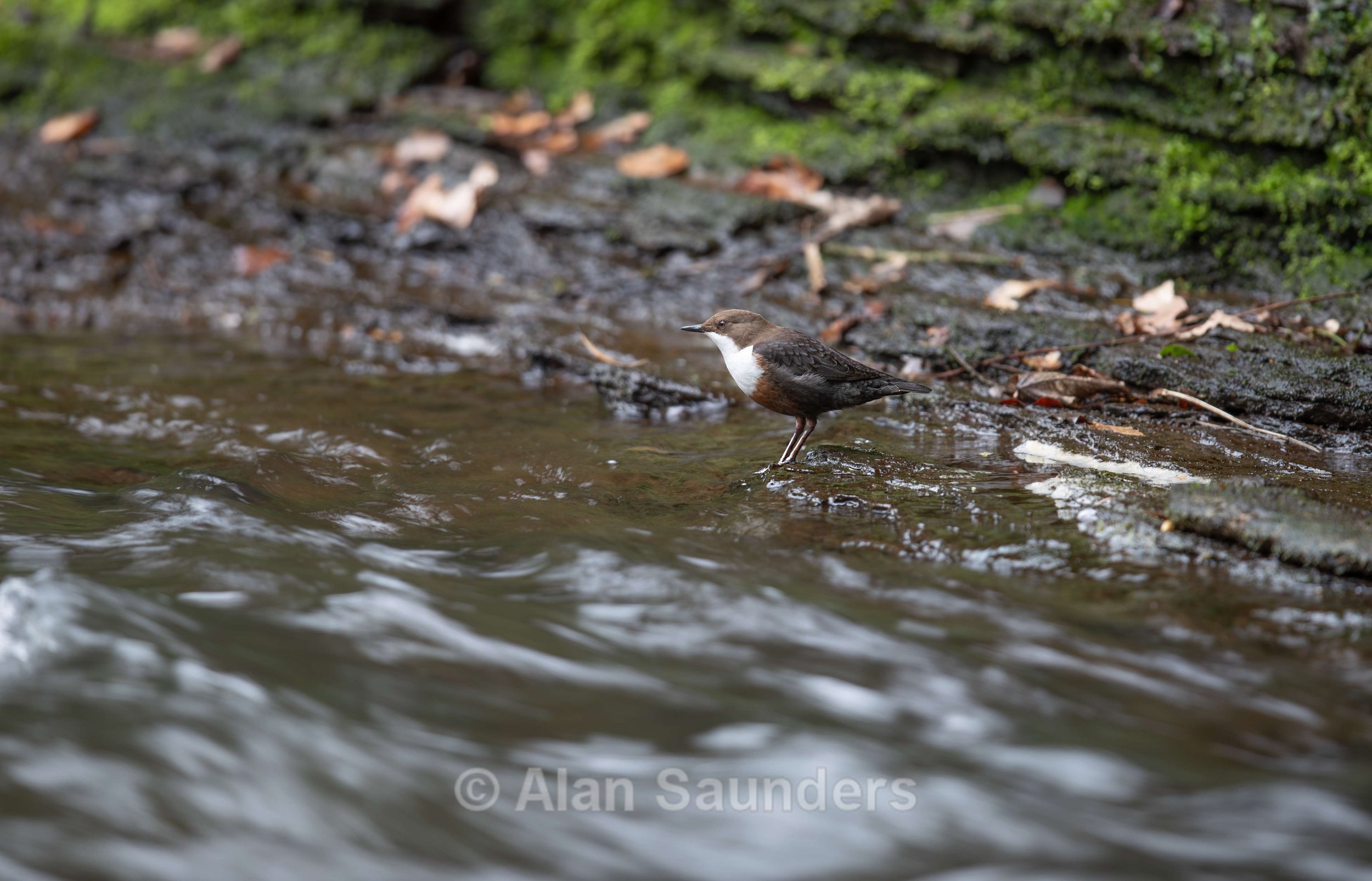 Dipper 6