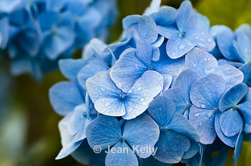 Flower - 1410 - Blue