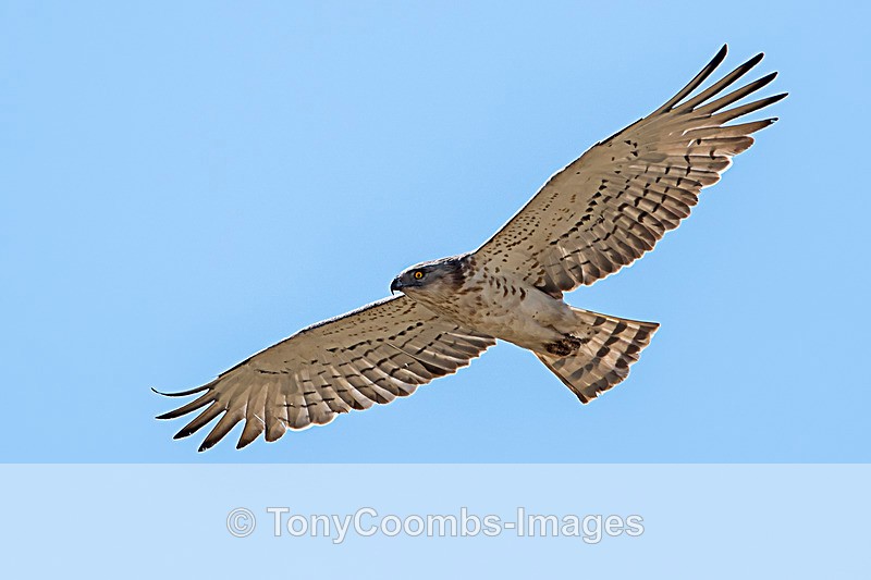 Short-toed Eagle - Foreign Selection