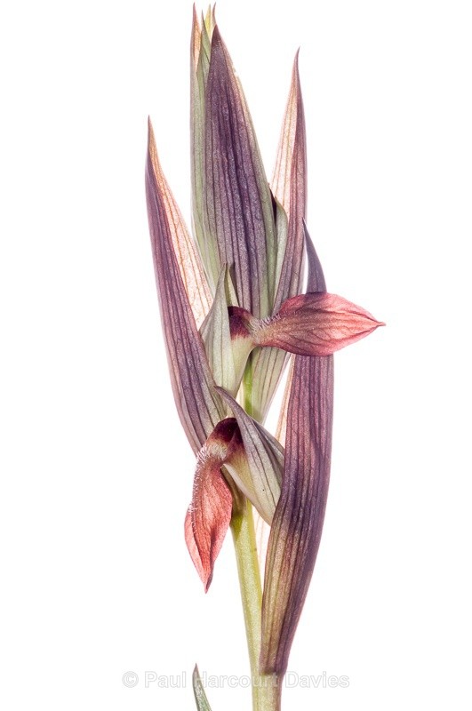  - WB: Orchids - Various