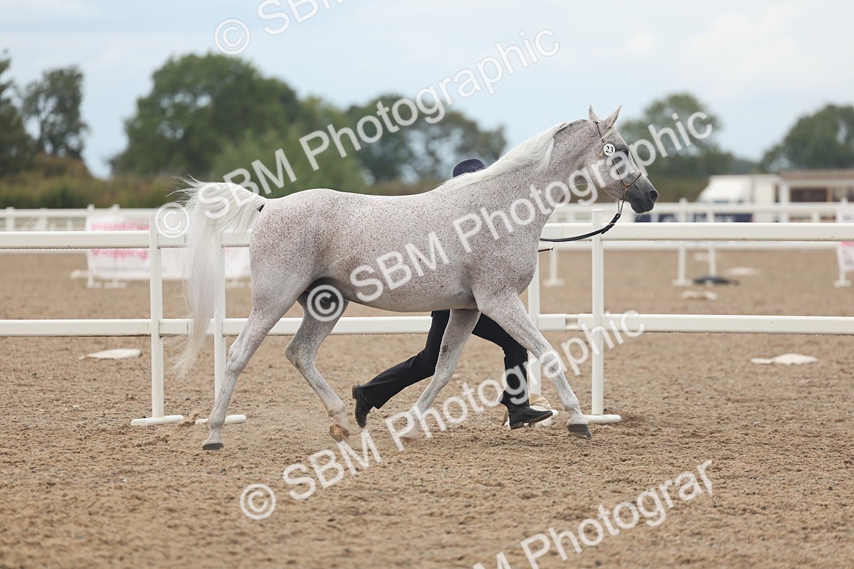 SBM_07963 - Class 28 - IH Veteran Horse