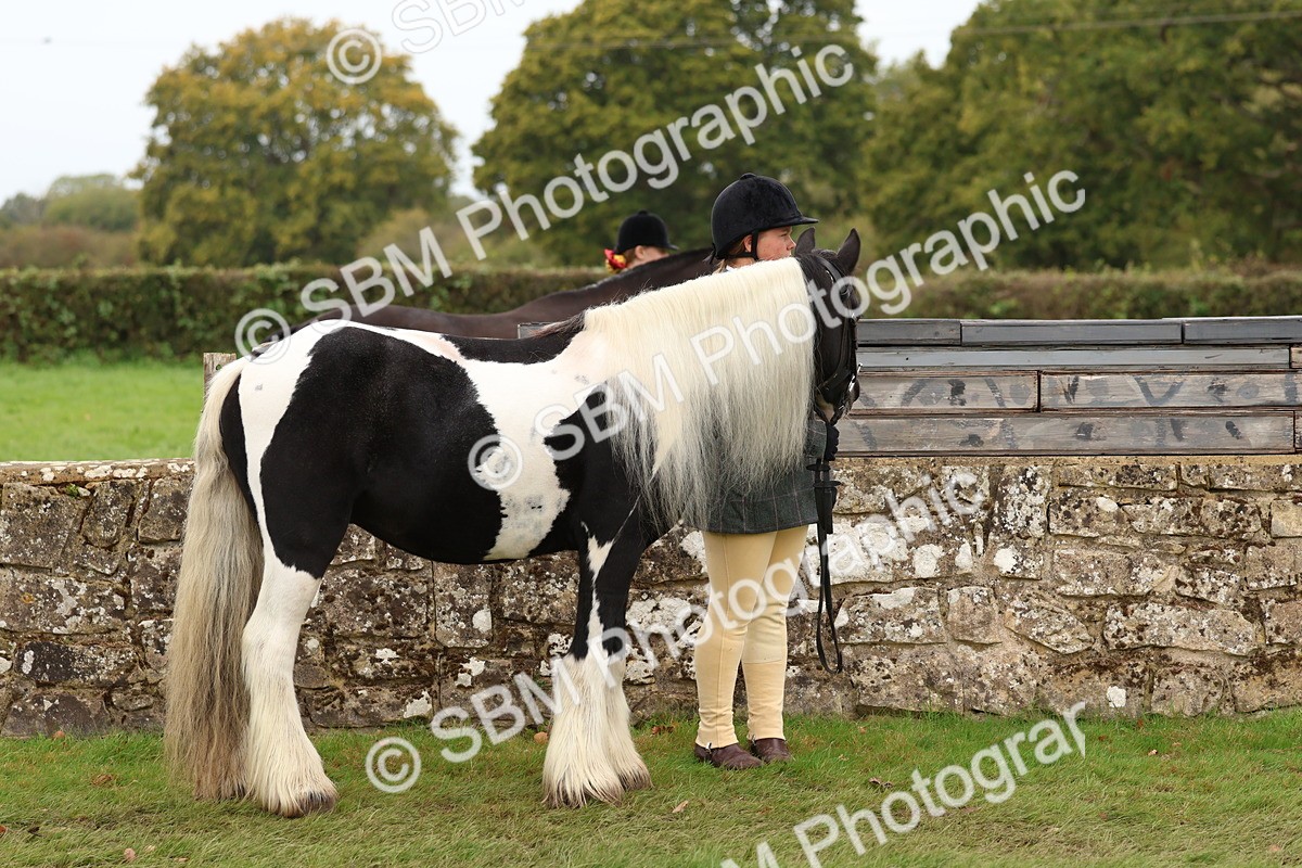 SBM_59845 - S36 - Rehabiliated Rescue Horse & Pony In Hand & Ridden