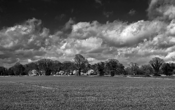  - Black and White