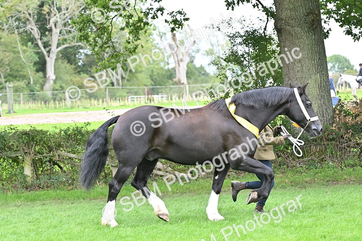 SBM_65011 - In Hand Pony & Younstock Supreme Championship
