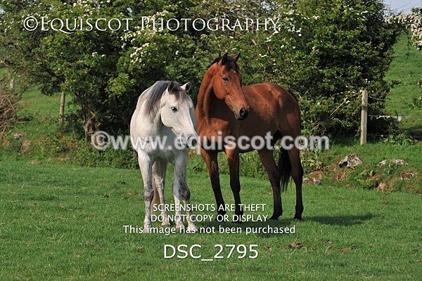 DSC_2795 - ARCHIVE REQUEST - Quincy and Guinness