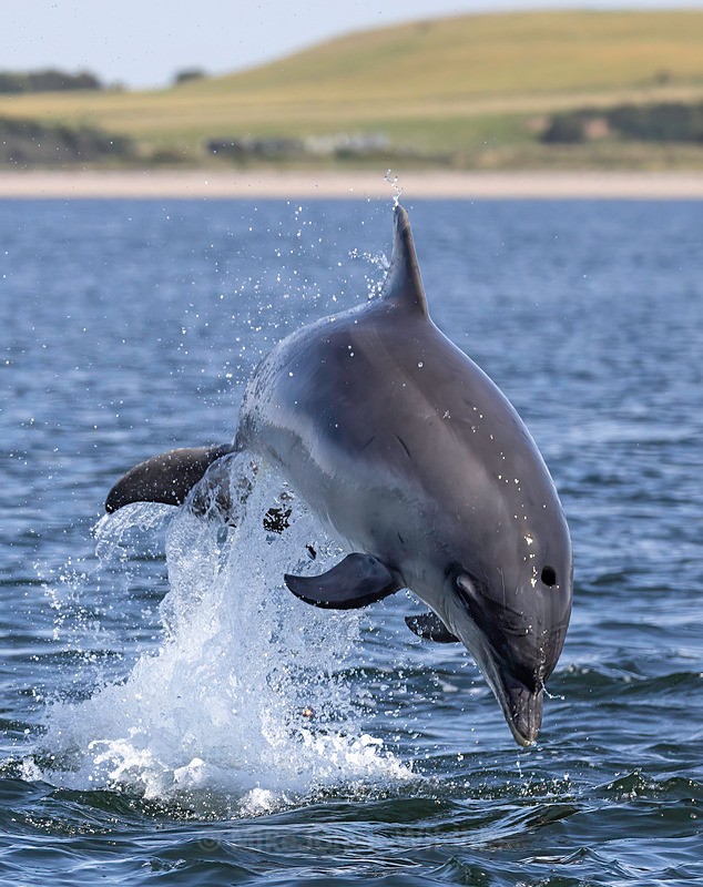 Chanory point, Bottle nose dolphins - Dolphins, Whales & Orcas. Scotland, Iceland, Azores & Madeira