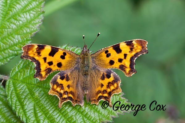 Comma butterfly at Chambers Wood