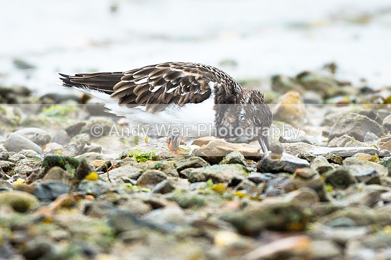 20130930-3K8A6338 - Turnstone
