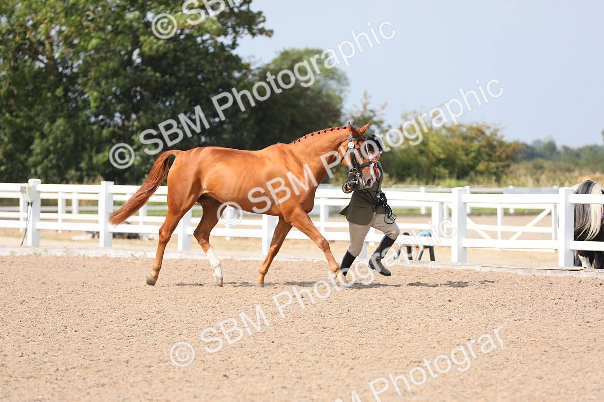 SBM_15703 - Class 312 IH Competition Horse/Pony