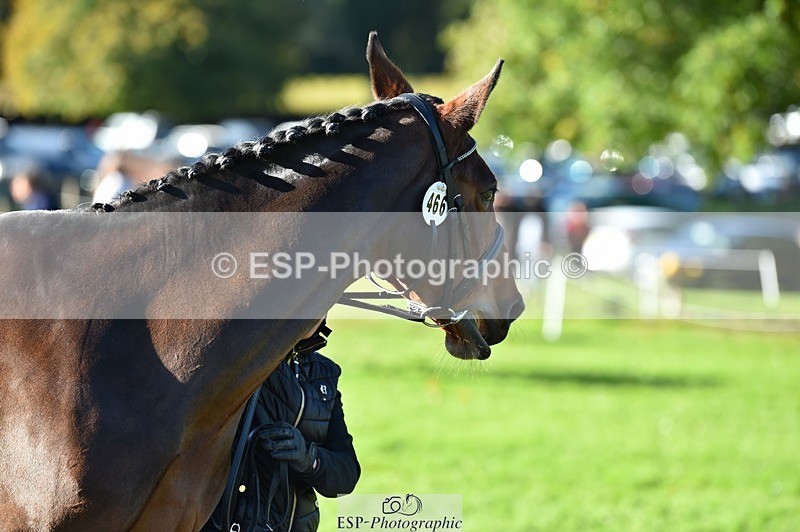 231022-105118-23545 - 466-SPARHANGER.VELVET-Tichy.Sanders-TrotUp+SJ