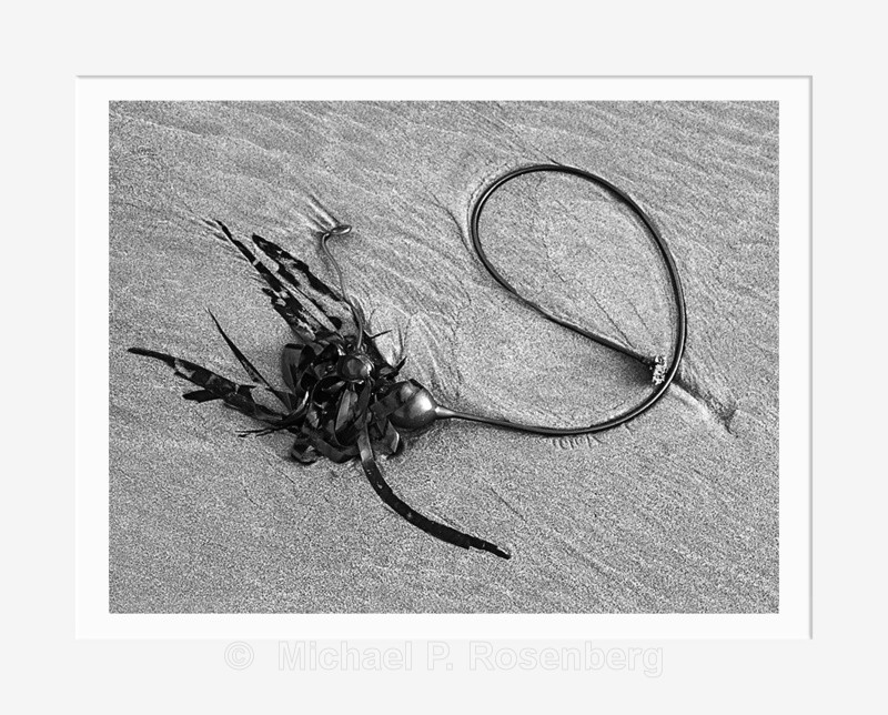 Circular Kelp, Bandon Beach OR (2013/D2304) - CALIFORNIA, OREGON, AND WASHINGTON STATES