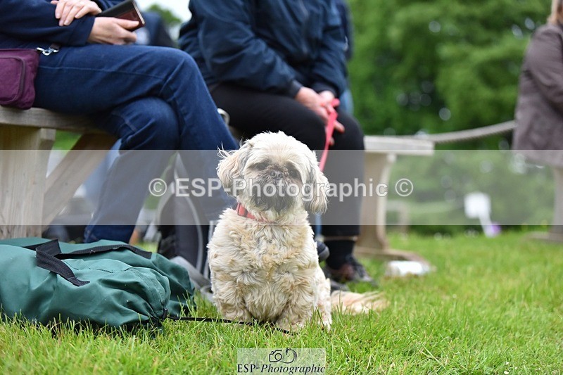 240523-193504-06597 - Candid and Saturday Hobby Horse