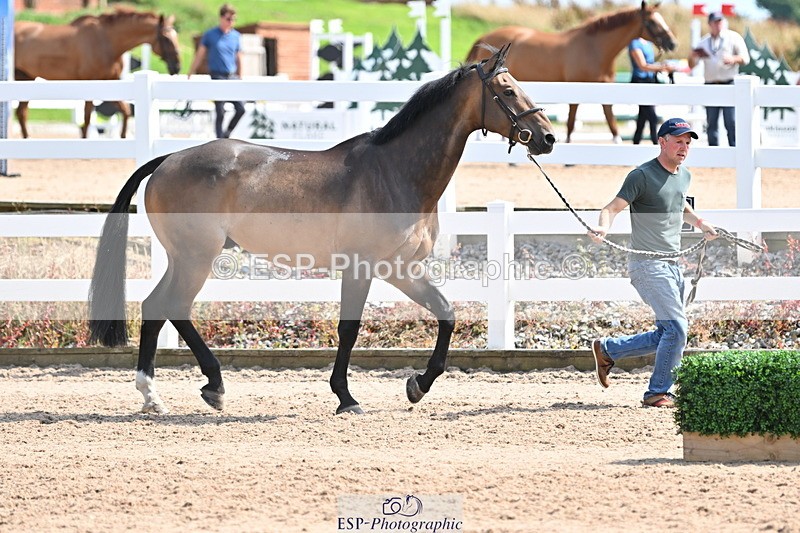 240717A-153909-02949 - Trot Up 3pm to 4pm