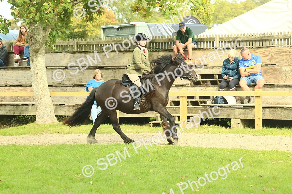 SBM_69360 - S58 - Mini Show Cob Ridden