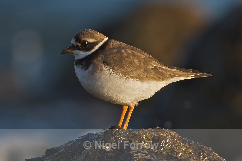 Ringed Plover - Ringed Plover
