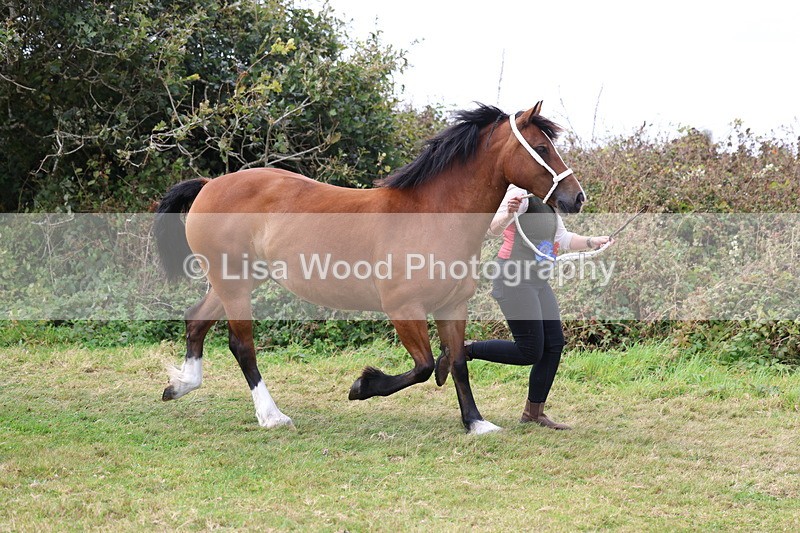 3E7A5682 - In Hand Championship