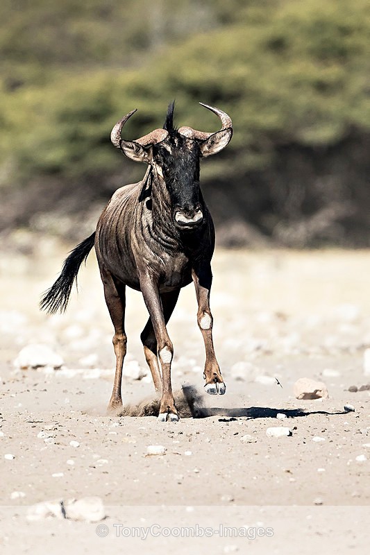 Wildebeest - Etosha National Park ~ Mammals