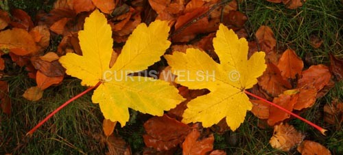 53 - SCOTTISH BORDERS
