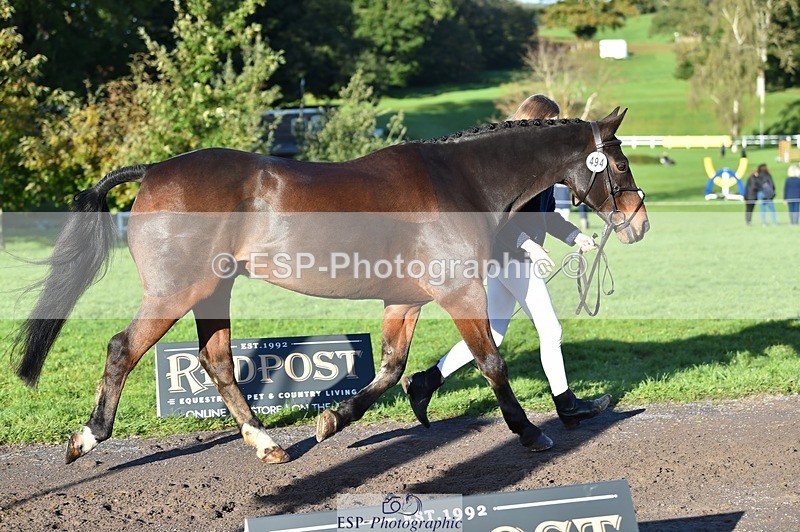 231022-094926-22049 - 494-WEST.FIELD.REBEL-Laura.Bilham-TrotUp+SJ