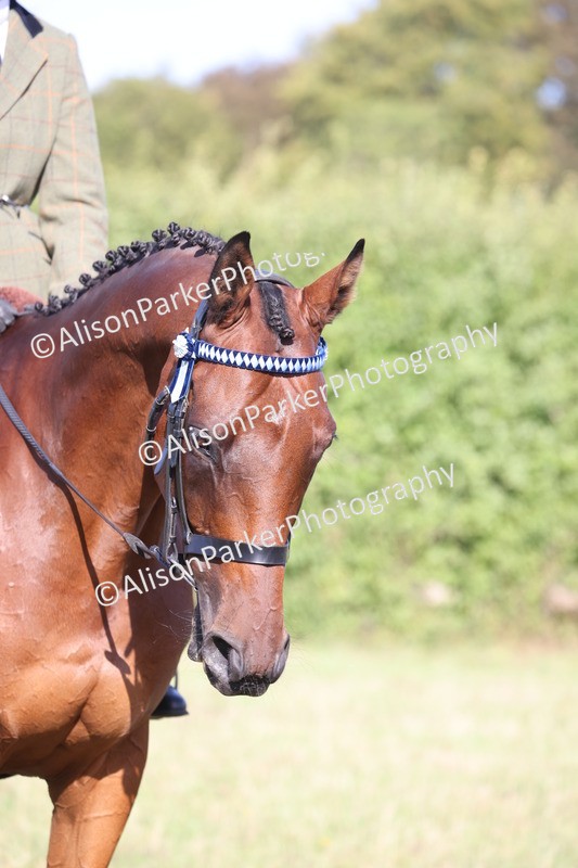 20260906-0376 - Class 14 - Ex Racehorse