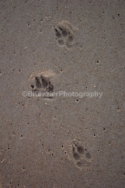  - Animals