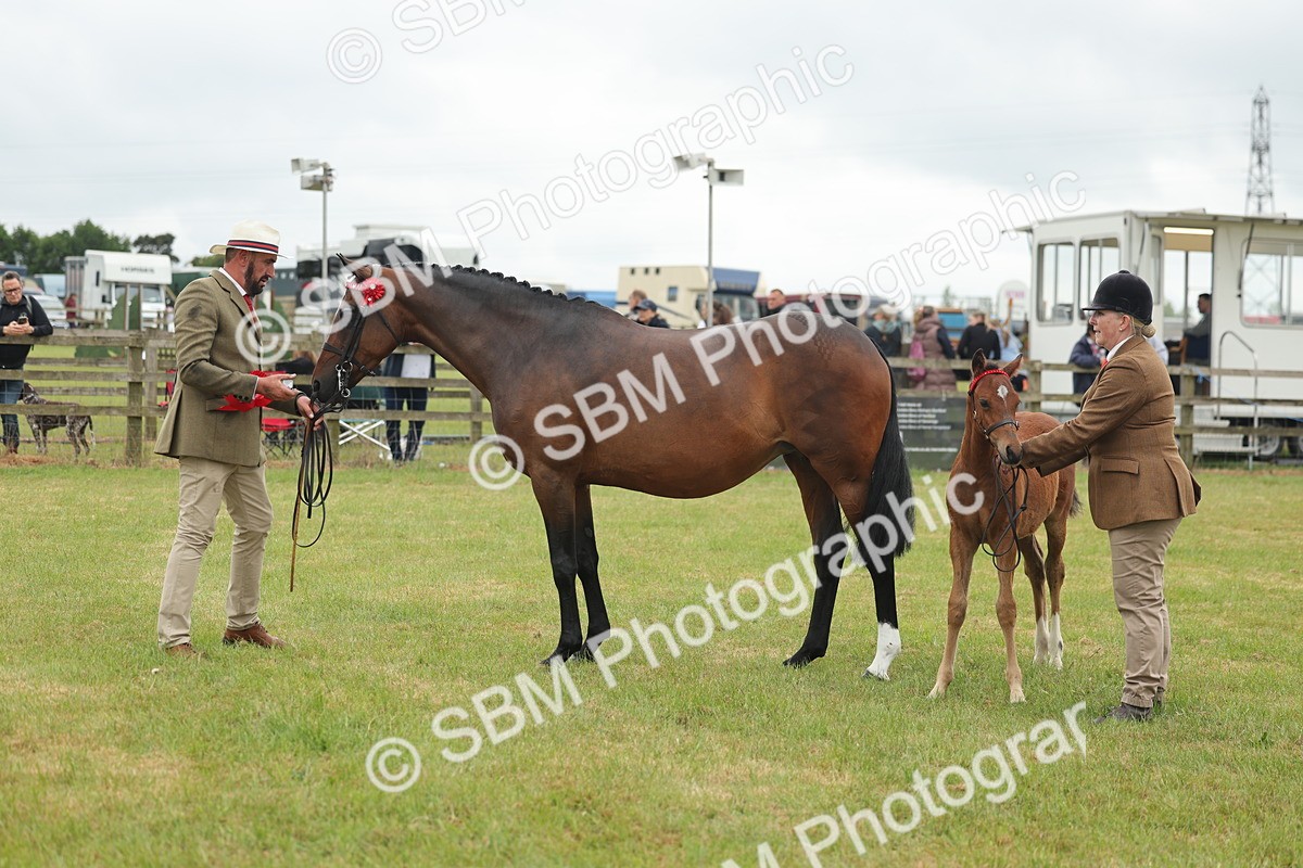 SBM_05562 - Class 68-73 - Riding Pony Breeding