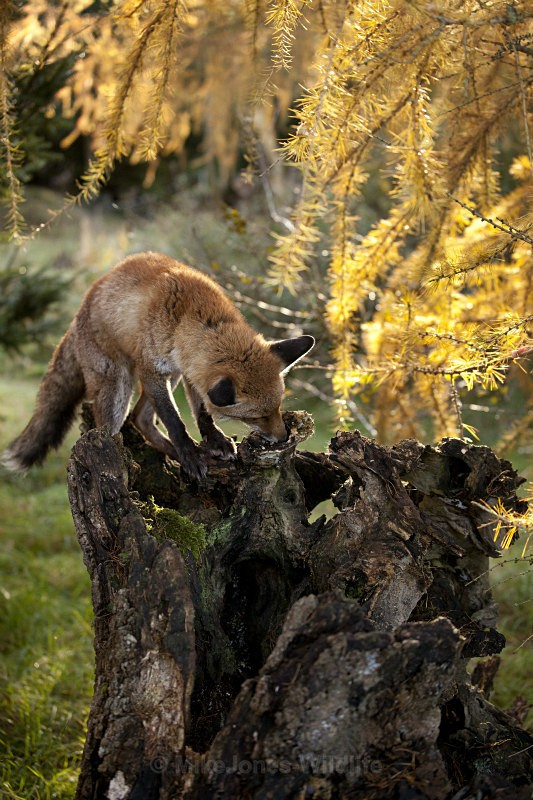 RED FOX 4 - THE RED FOX PORTFOLIO No 1