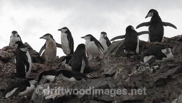 Chinstrap penguins, Half Moon Island - Antarctica