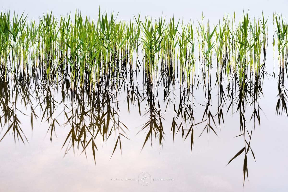 Reed rank - Frensham