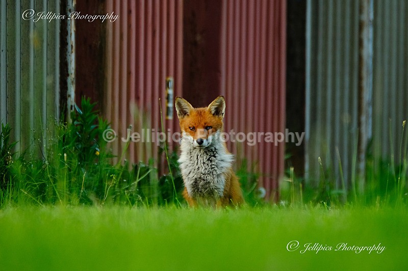  - Wildlife and Nature