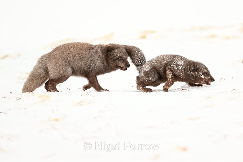 Arctic Foxes courting, Hornstrandir, Iceland - Arctic Fox