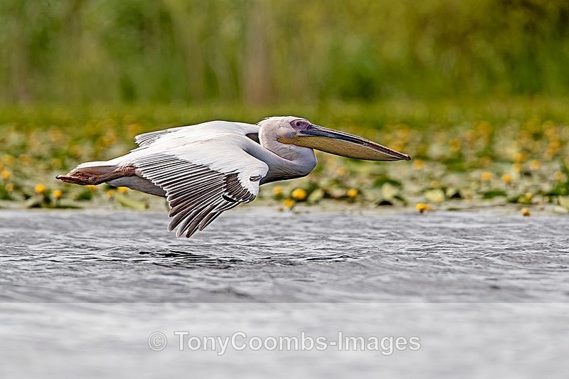 White Pelican - Danube Delta