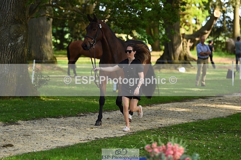 230524-171740-01406 - 168-PARKFIELD_ARTIE_BLOU-Laura_Collett-WEDTrotUp+DR