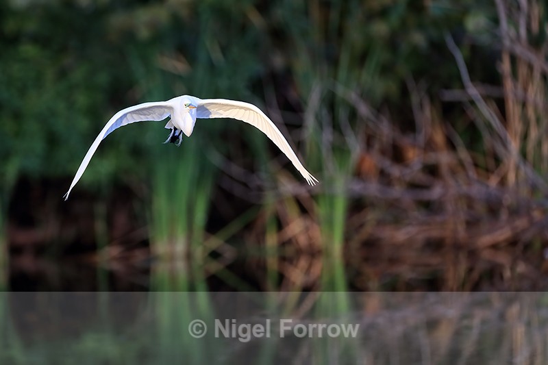Great Egret front flight shot, Venice Rookery, Florida - Great Egret