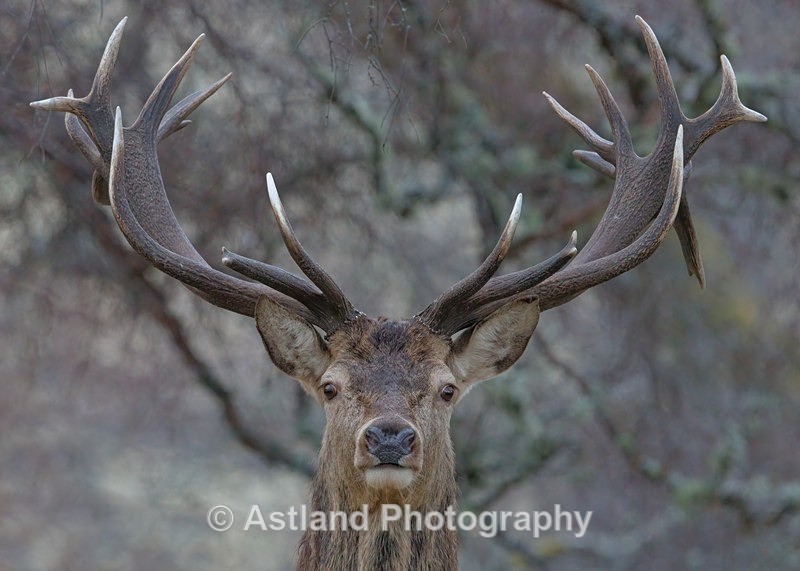 Red Deer - Latest Images