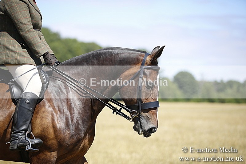 _C7A9844 - BVRC Show 2018 Ring 1