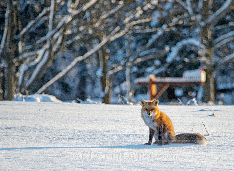 Red Fox in Winter - Mammals, Reptiles & Amphibians