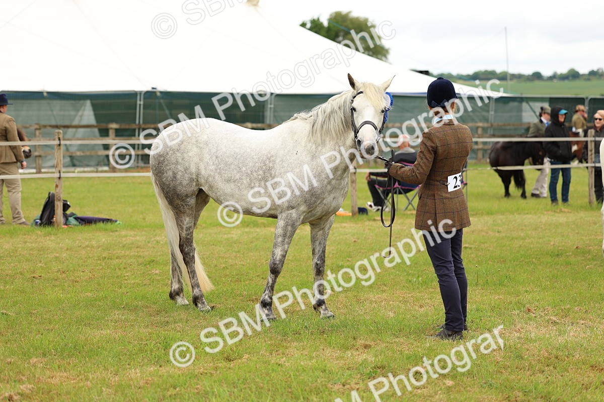 SBM_04247 - Class 64-67 - Shetland Pony In Hand