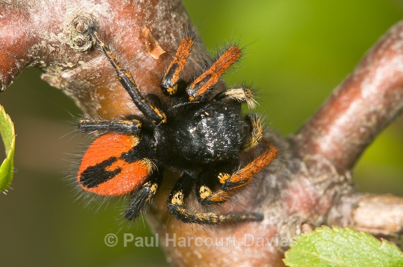  - Bugs: Spiders